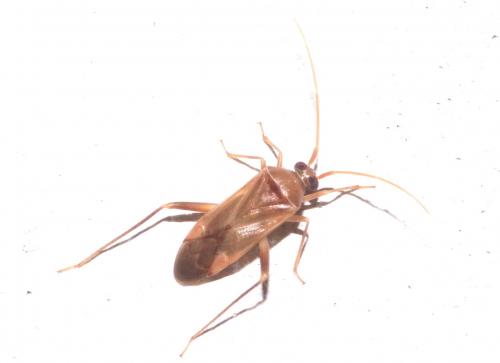 Megacoelum sordidum